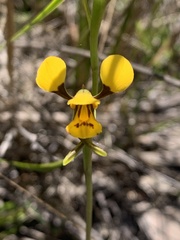 Diuris chrysantha