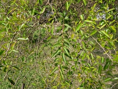 Tripodanthus acutifolius