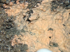 Spirastrella cunctatrix