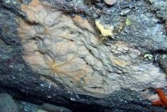 Spirastrella cunctatrix