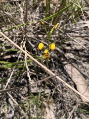 Diuris chrysantha