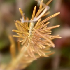 Asclepias verticillata