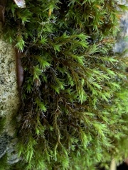 Schistidium apocarpum