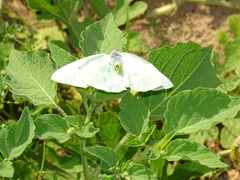 Papilionoidea