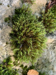 Schistidium apocarpum