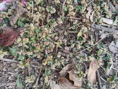 Alternanthera sessilis