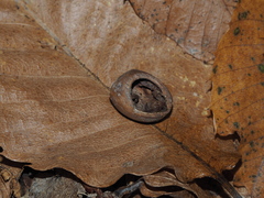 Muscardinus avellanarius