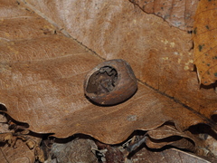 Muscardinus avellanarius