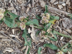 Alternanthera sessilis