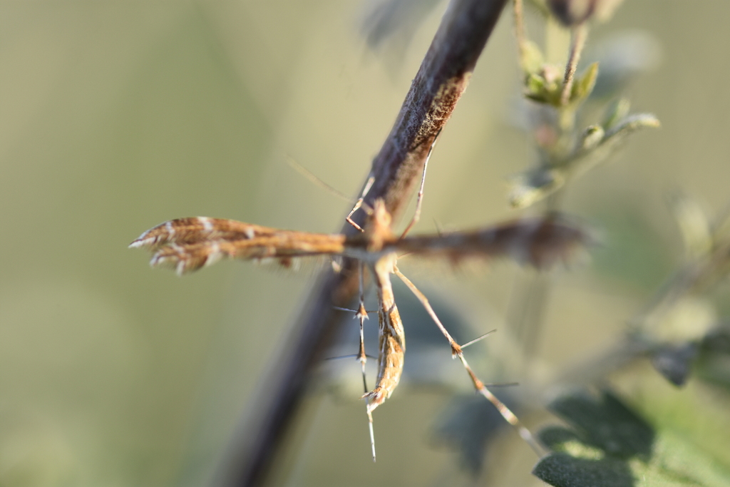 Procapperia