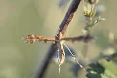 Procapperia maculatus