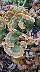 Trametes ochracea