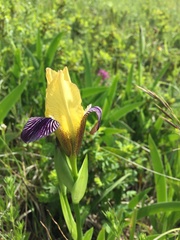 Iris variegata