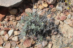 Helichrysum hebelepis