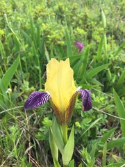 Iris variegata