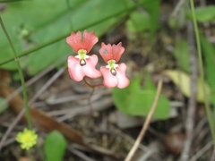 Stylidium androsaceum