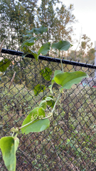 Smilax bona-nox