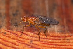 Dryomyza anilis