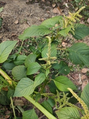 Amaranthus spinosus