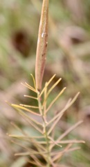Asclepias verticillata