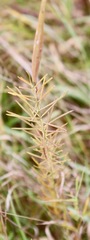 Asclepias verticillata
