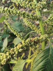 Amaranthus spinosus