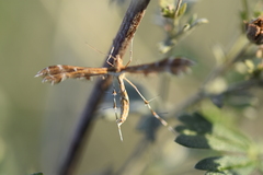 Procapperia maculatus