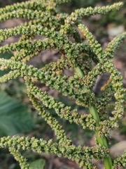 Amaranthus spinosus