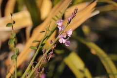 Indigofera ionii