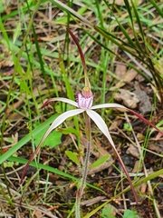 Caladenia versicolor