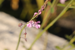 Indigofera ionii