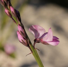 Indigofera ionii