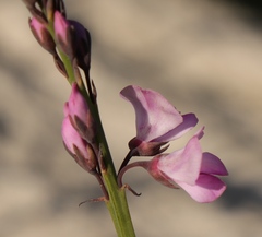 Indigofera ionii