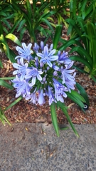 Agapanthus praecox