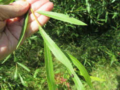Salix rorida