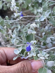 Salvia cedrosensis
