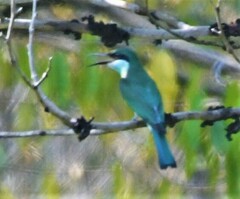 Merops viridis