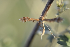 Procapperia maculatus