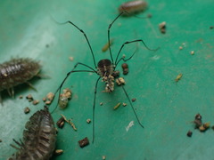 Mitostoma chrysomelas