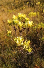 Leucadendron gandogeri