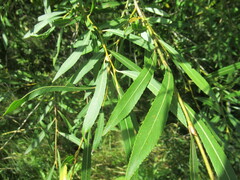 Salix rorida