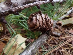 Larix