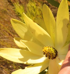 Leucadendron gandogeri