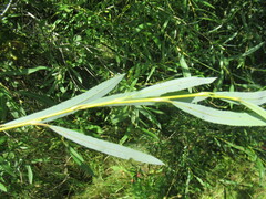 Salix rorida