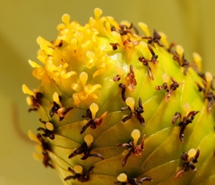 Leucadendron gandogeri
