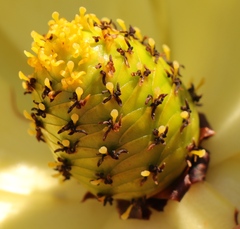 Leucadendron gandogeri