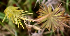 Asclepias verticillata