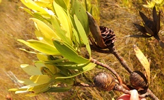 Leucadendron gandogeri