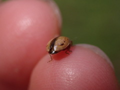 Aphidecta obliterata