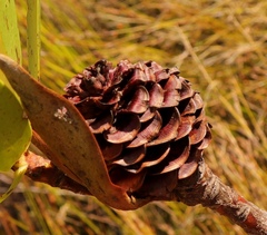 Leucadendron gandogeri